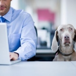 Как застраховать животных?