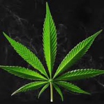 Грузинский Минфин оценил, какой доход может принести экспорт марихуаны