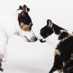 Аналитики сравнили расходы на страхование кошек и собак 