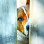 Страховщики выяснили, какой ущерб наносят автомобилям прохожие, воры и собаки